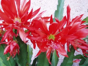 Floare de cactus              